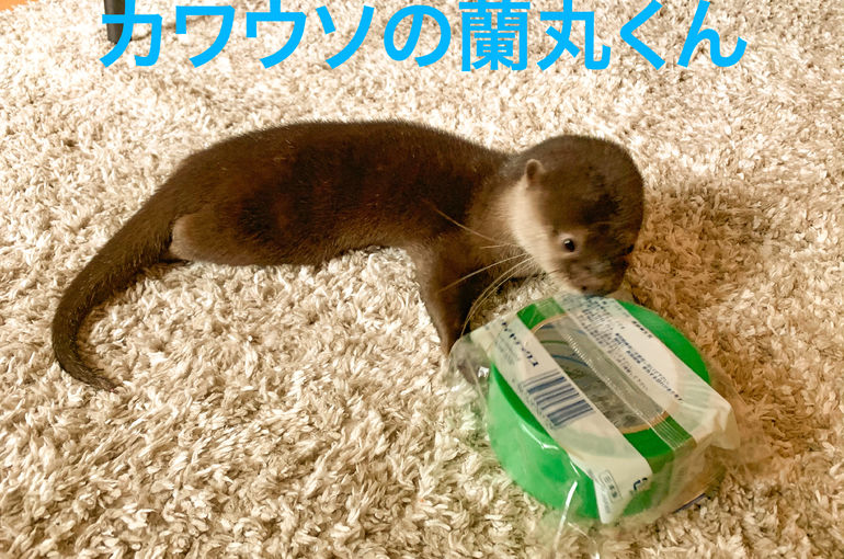 東京　引越し業者