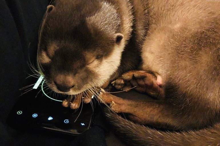 東京 引越し業者